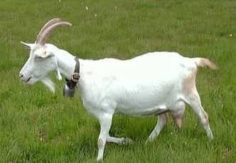 sanen keci