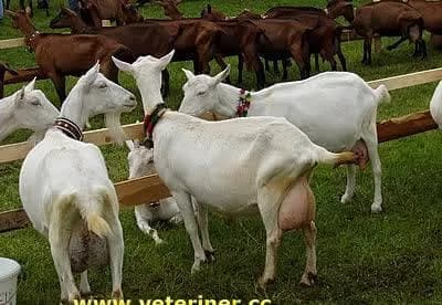 sanen keci 2
